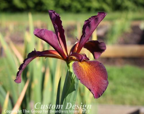 Custom Design 21.6 (2)